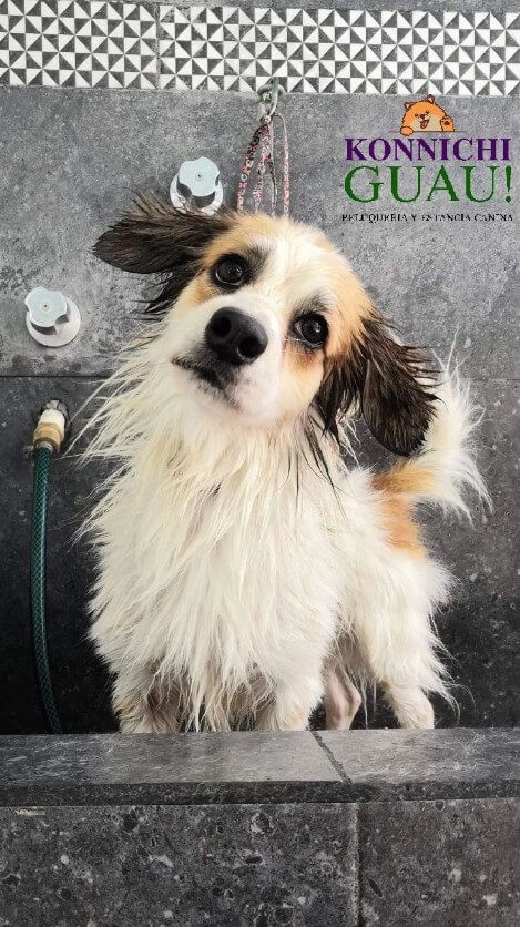 Estética y Hospedaje Canino Konnichguau - Cepillado