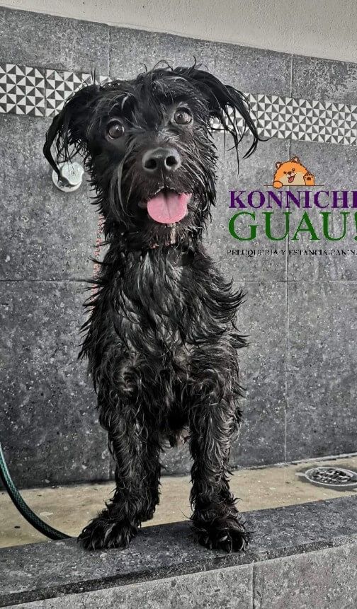 Estética y Hospedaje Canino Konnichguau - Corte de uñas