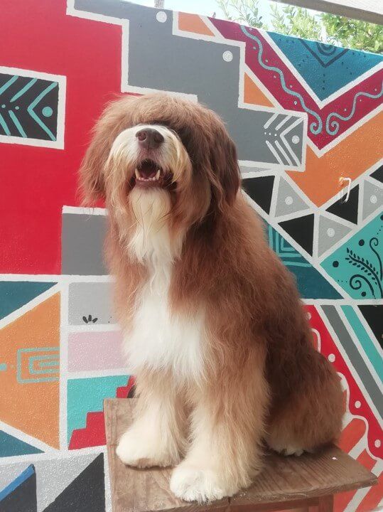Estética y Hospedaje Canino Konnichguau - Cambio de imagen