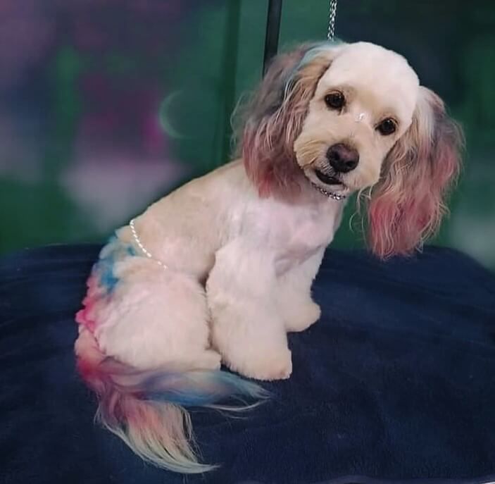 Estética y Hospedaje Canino Konnichguau - Colorimetría