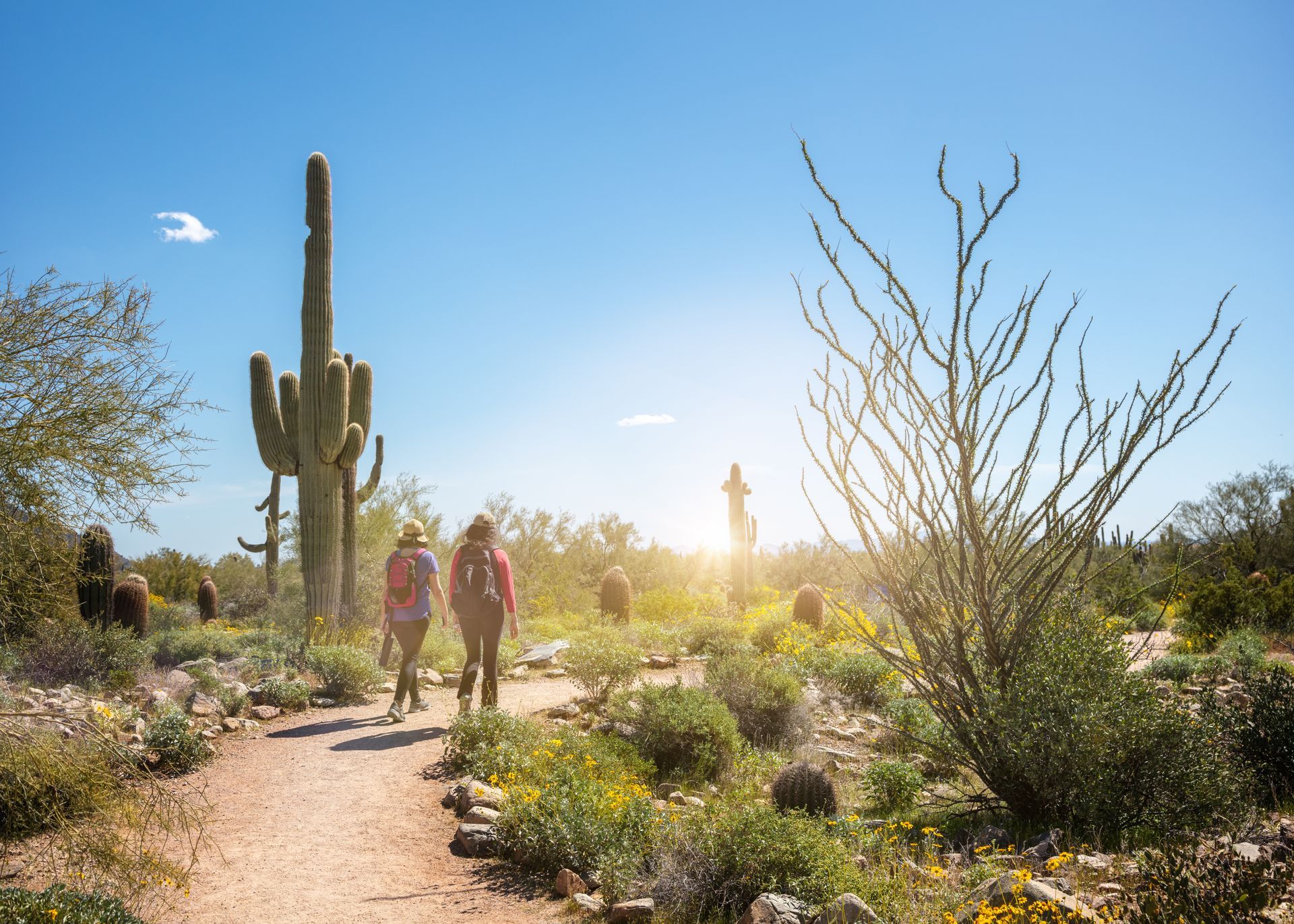 Two people walking on a desert trail near cacti at sunset