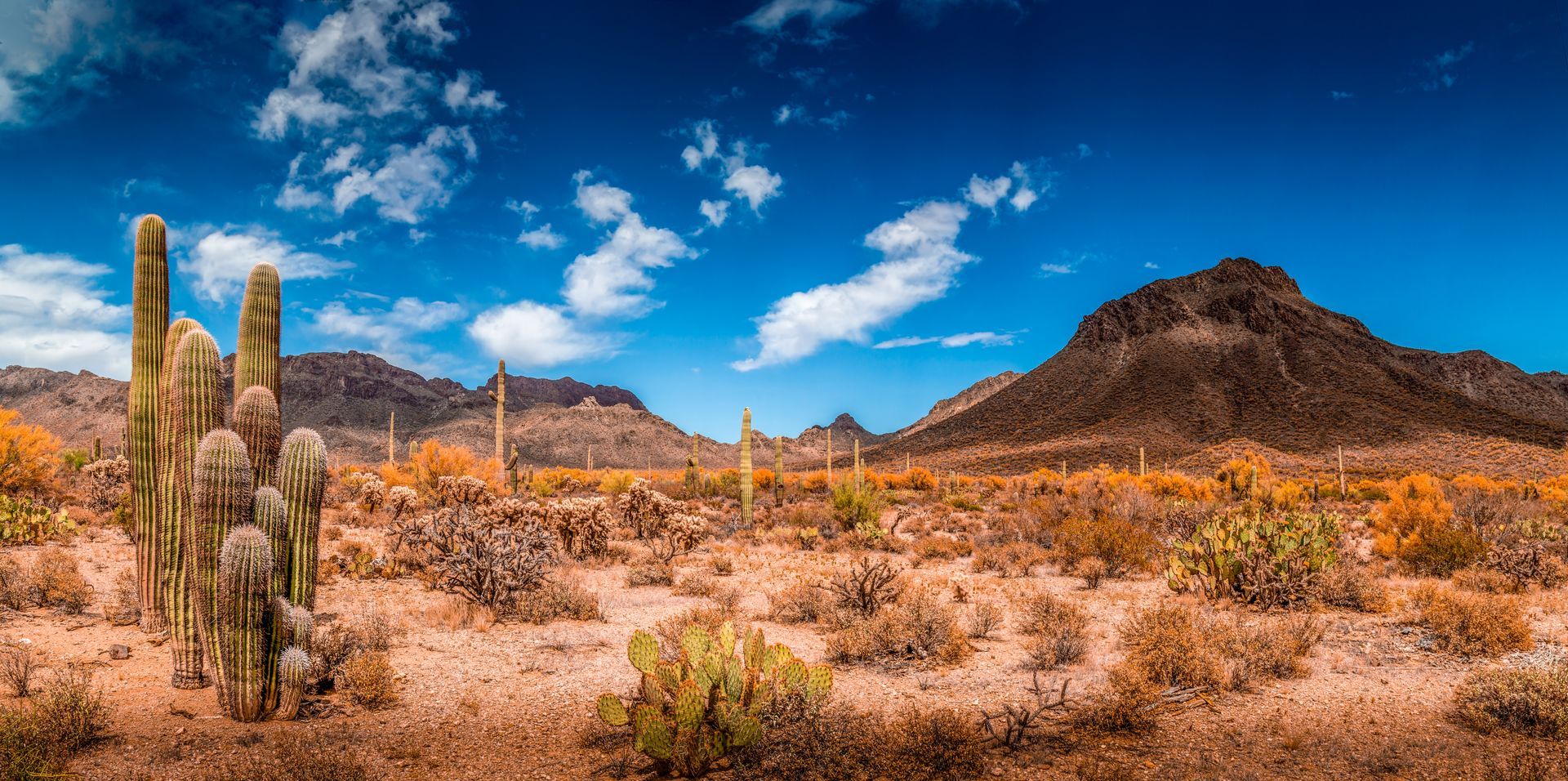 Desert landscape with tall cacti, dry brush, and rocky mountains under a blue sky with clouds