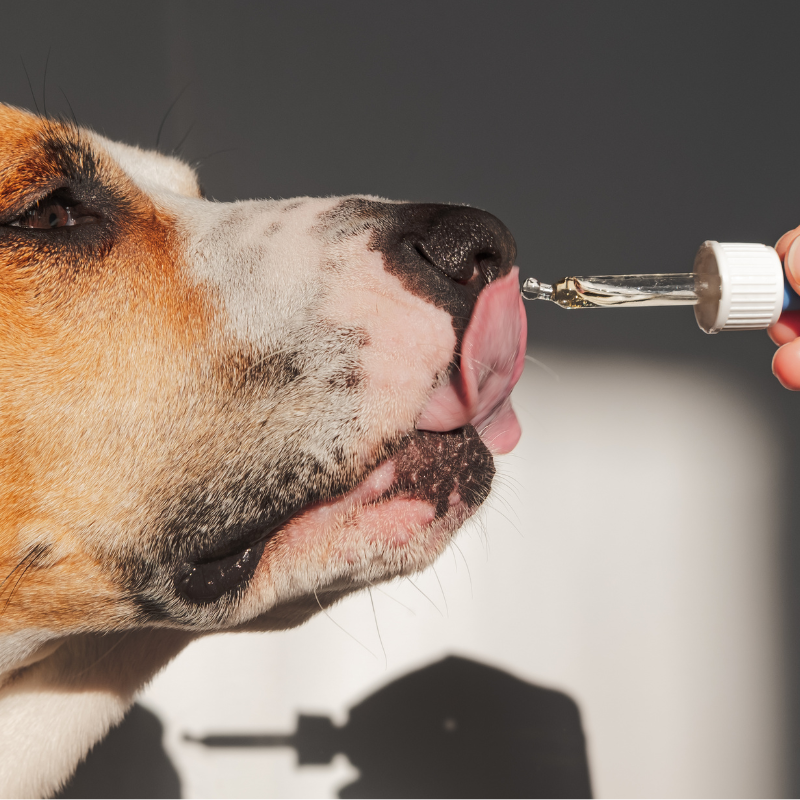 Dog licking liquid from a dropper syringe held near its nose