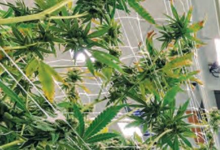 Cannabis