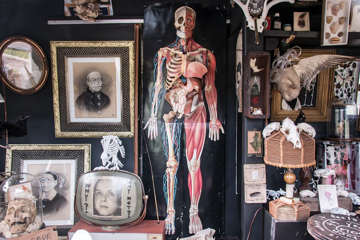 Eclectic display of skeleton anatomy art, vintage frames, and curios on a dark shop wall.