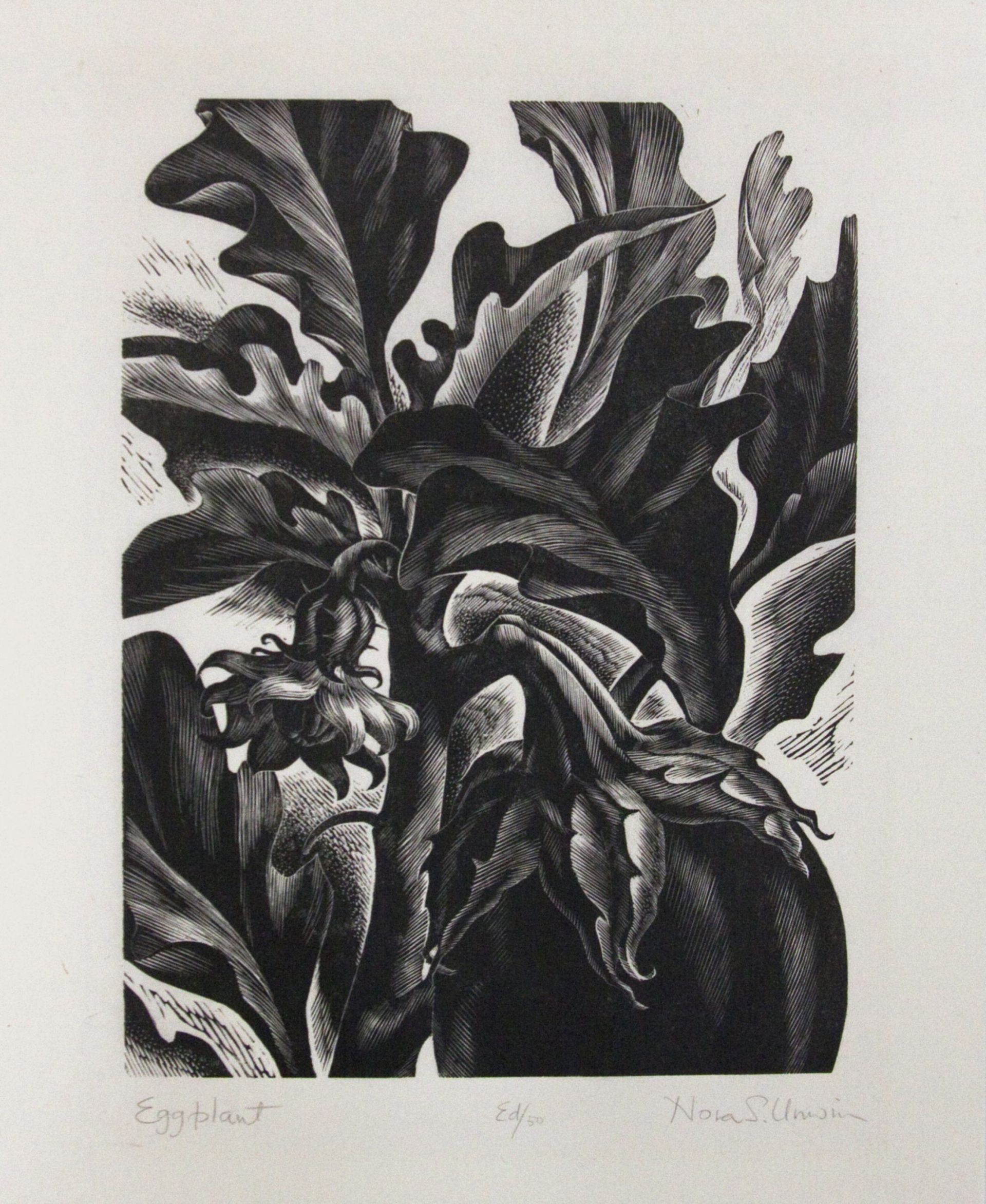 Black-and-white print of a lush tropical plant with broad leaves and a hanging fruit or pod