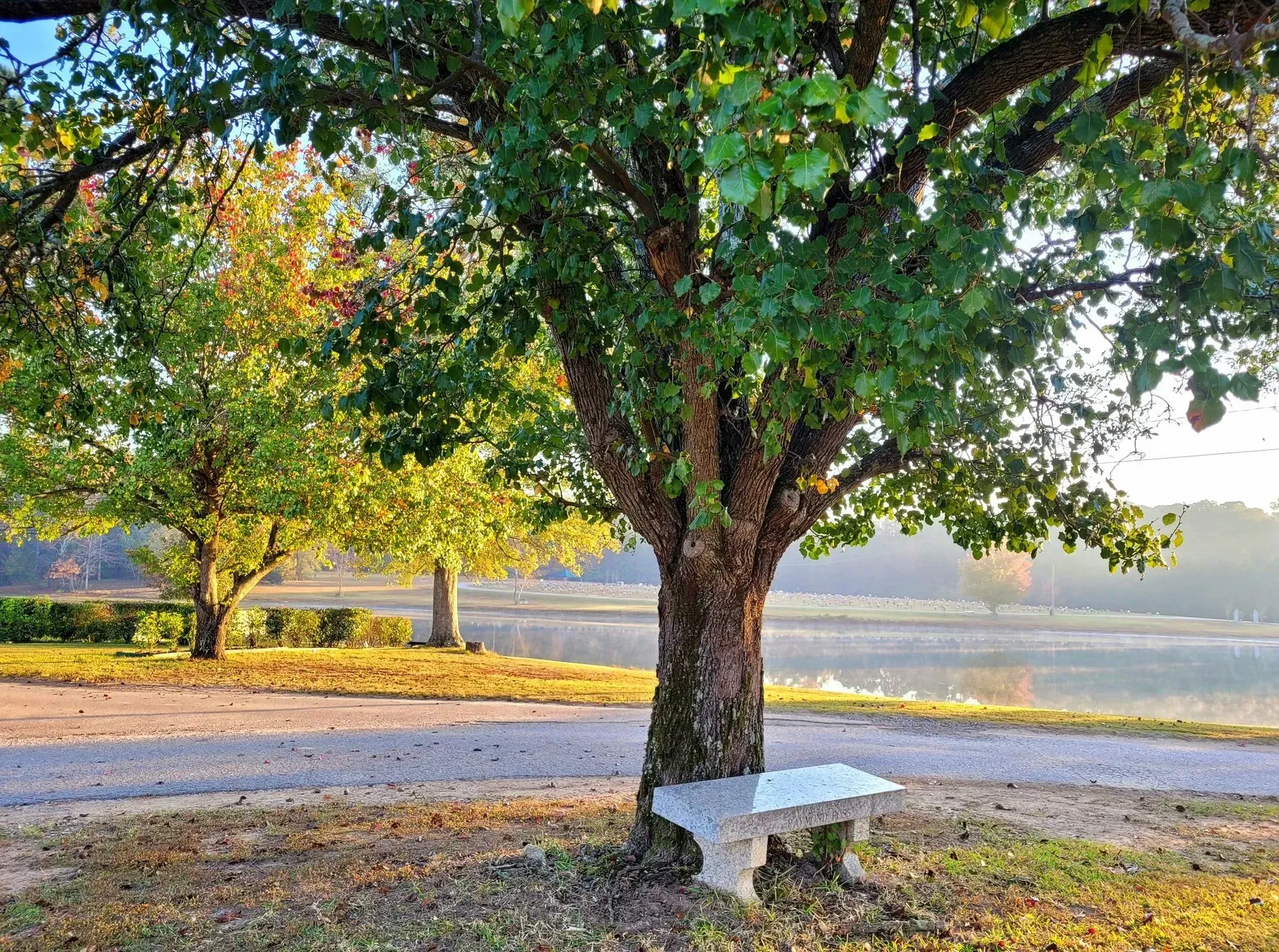 Tree with white bench in a sunlit park by water, with autumn leaves and a gravel path
