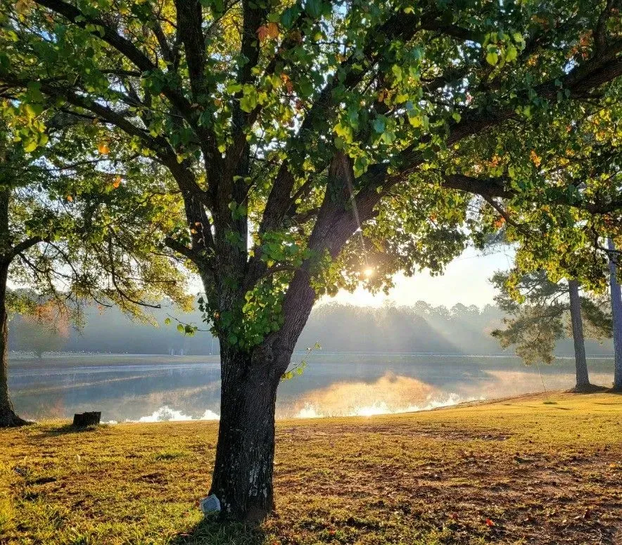 Sunlit tree in a grassy field beside a calm river, with mist rising at dawn.
