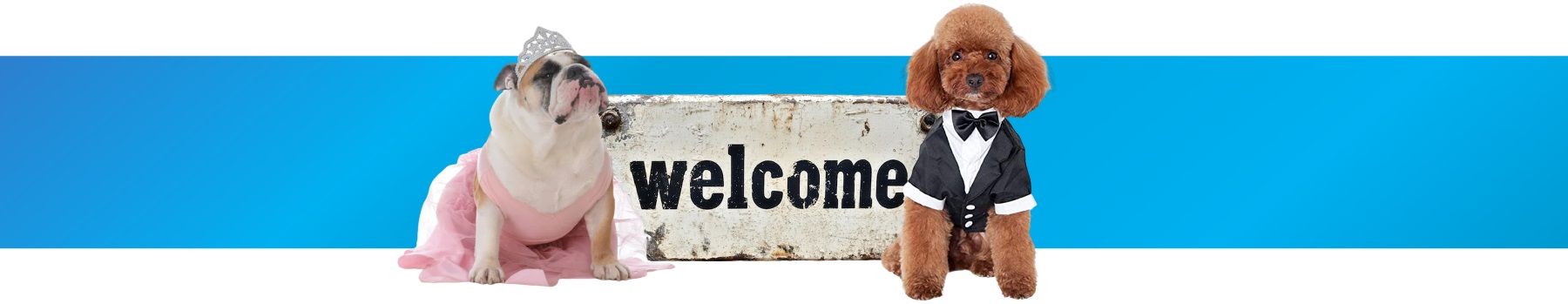 Two dogs with