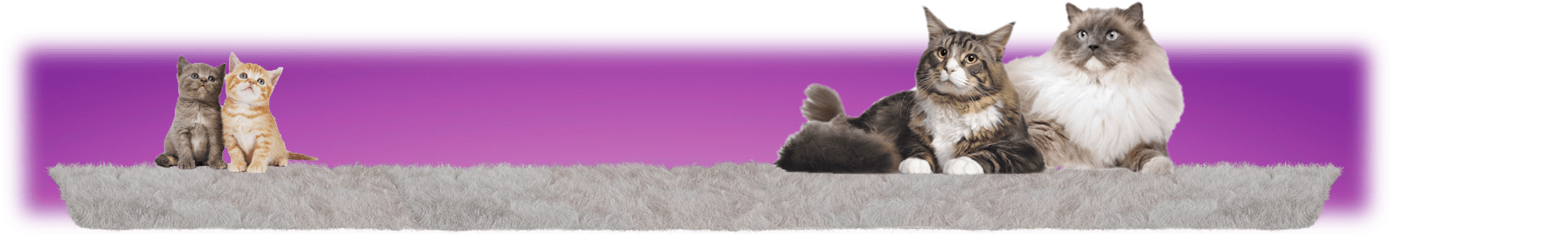 Two kittens and two adult cats are on a shelf in front of a purple background.