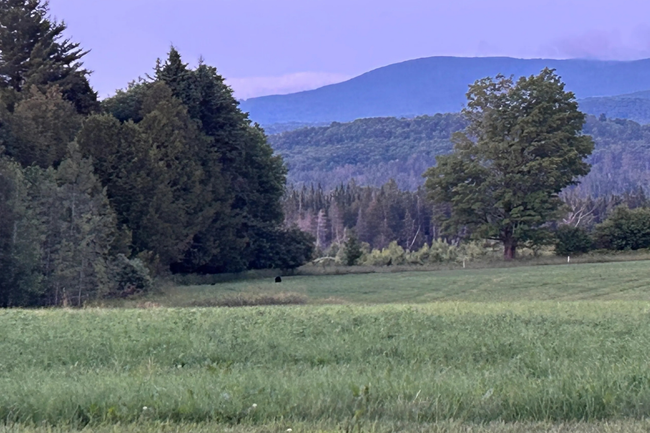 Grassy meadow with trees in the foreground and blue mountains in the distance under a soft evening sky