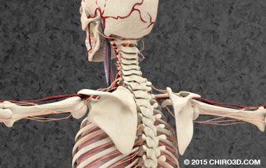 Skeleton Model — Portage, MI — Cornerstone Chiropractic Center