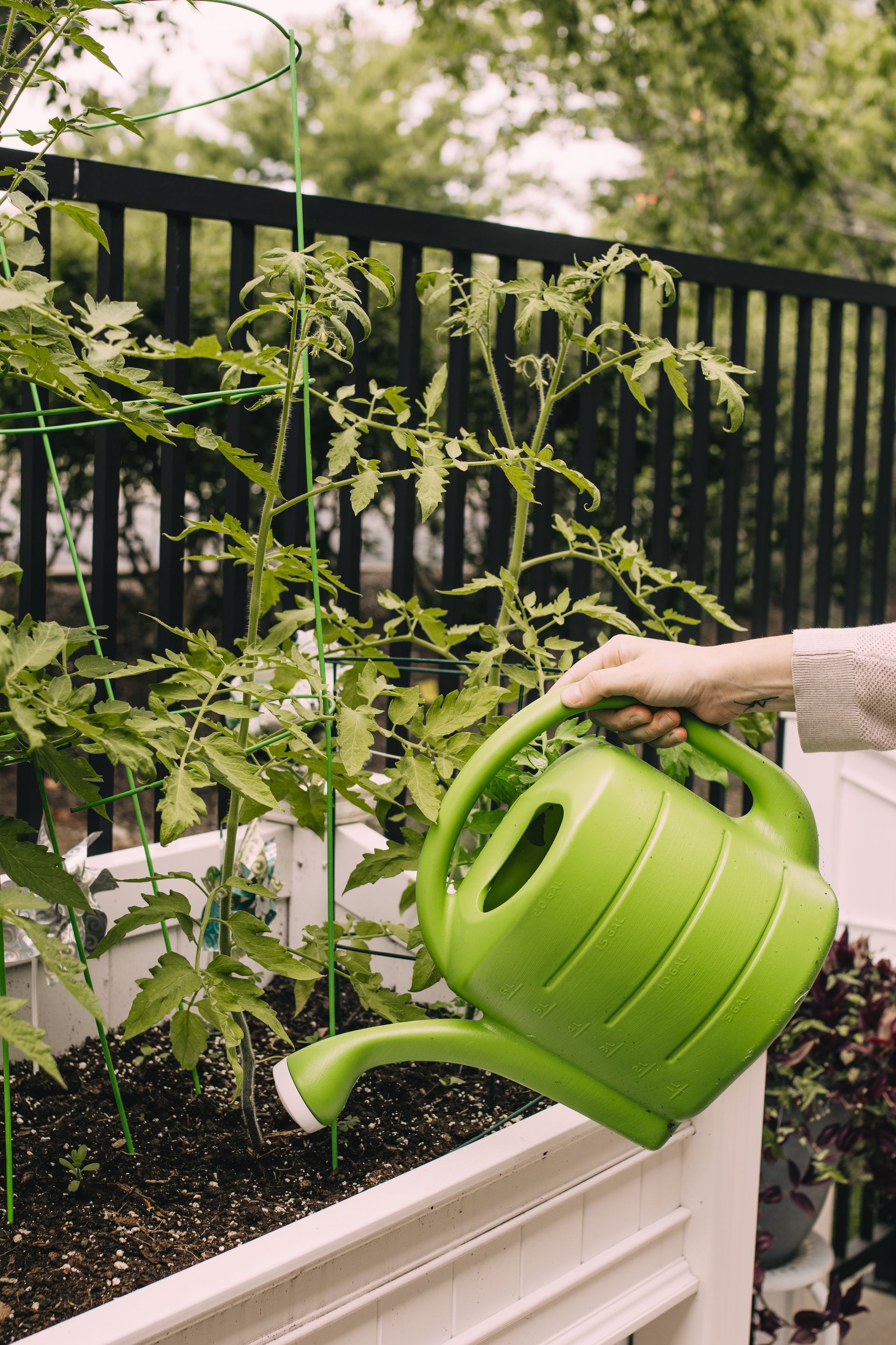 Team member waters patio plants in an outdoor social area at the Bluegrass PACE Center.
