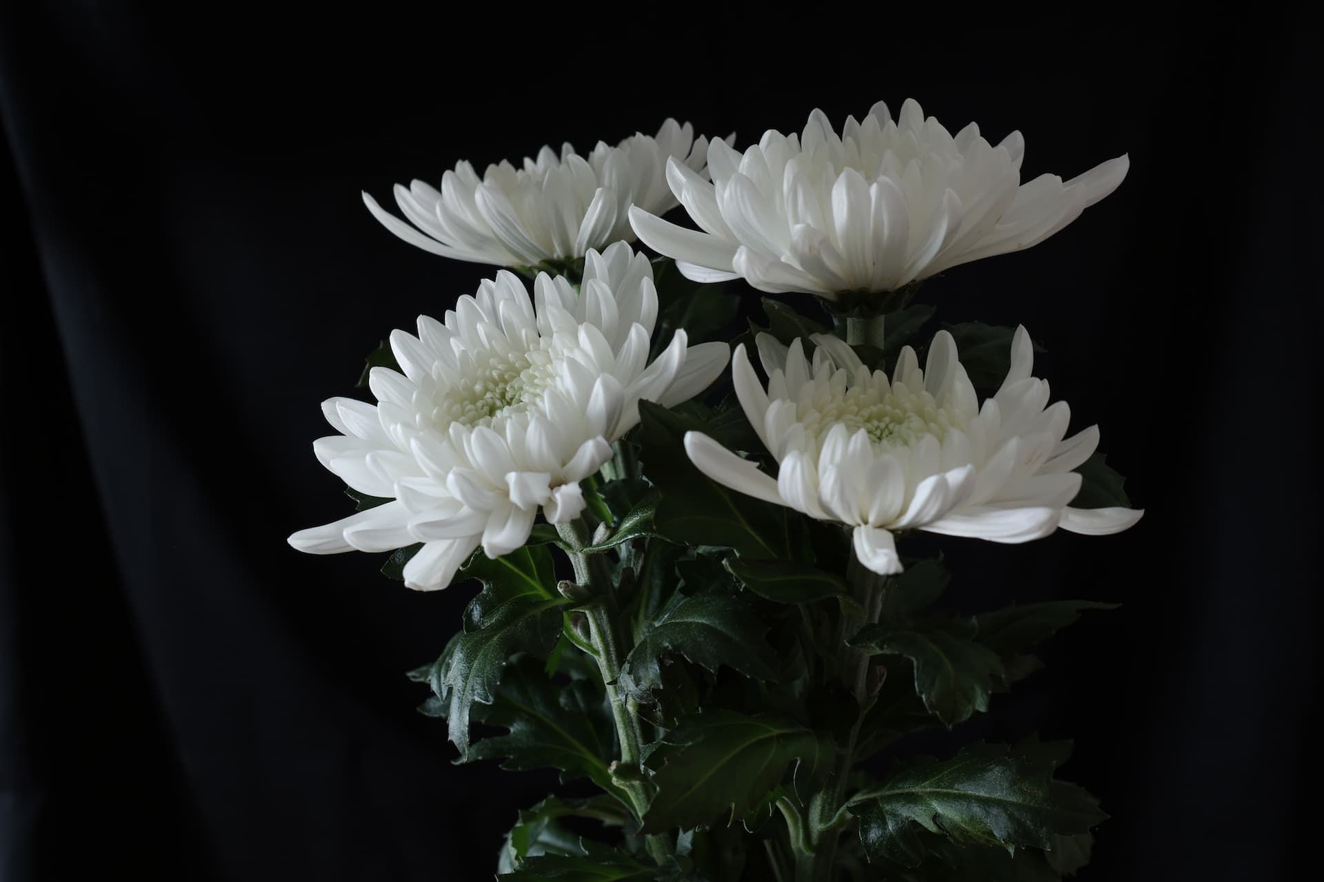 White flowers with green leaves arranged against a black background