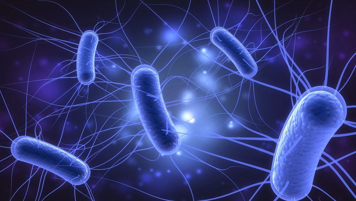 Blue, rod-shaped bacteria with long, thin flagella, against a dark blue and purple background.