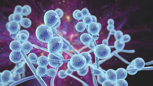 Microscopic view of blue fungal cells with branching structures against a purple background.