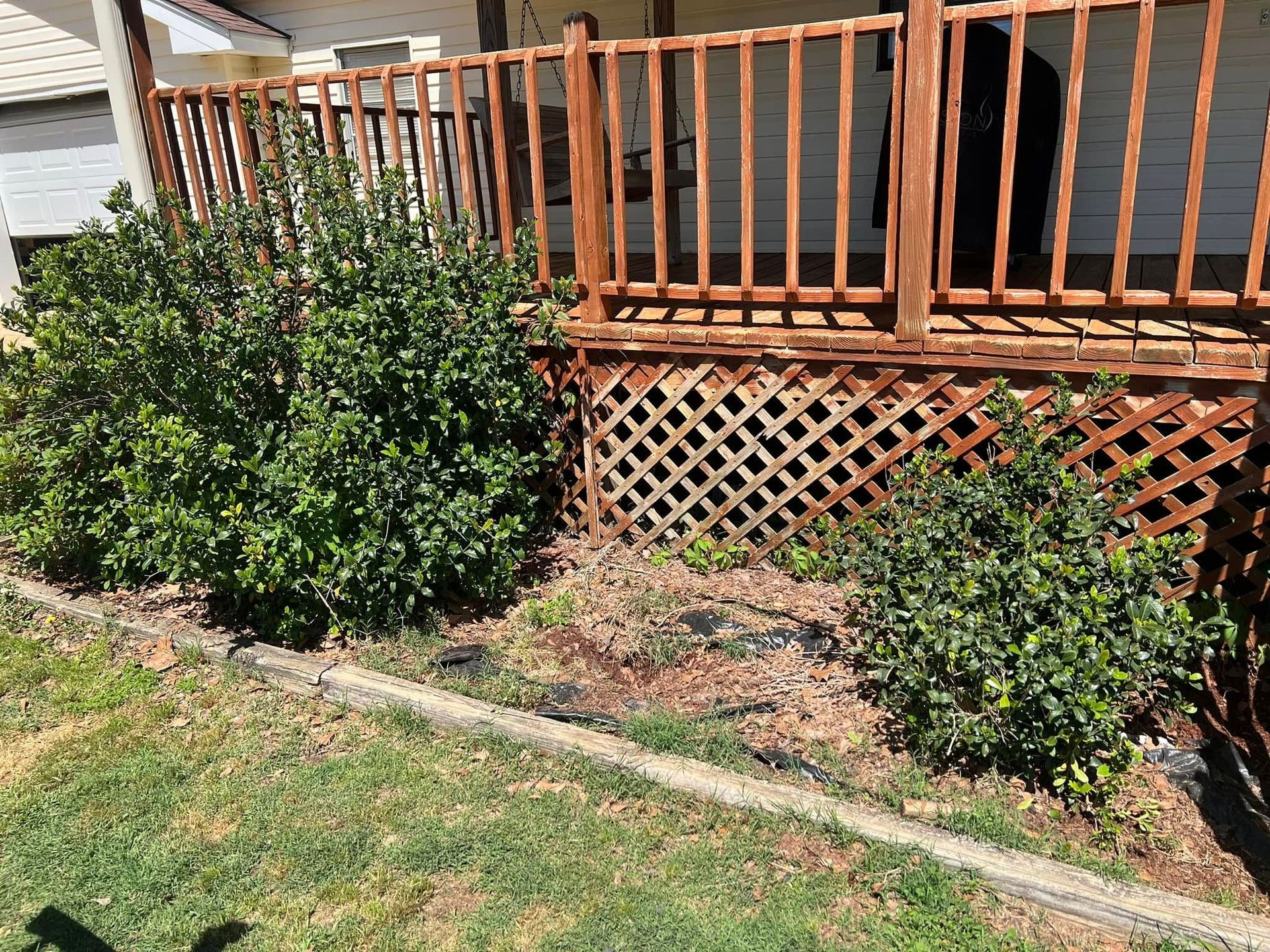 Wooden deck with lattice skirting and two green shrubs in a yard, bordered by grass and a concrete edge
