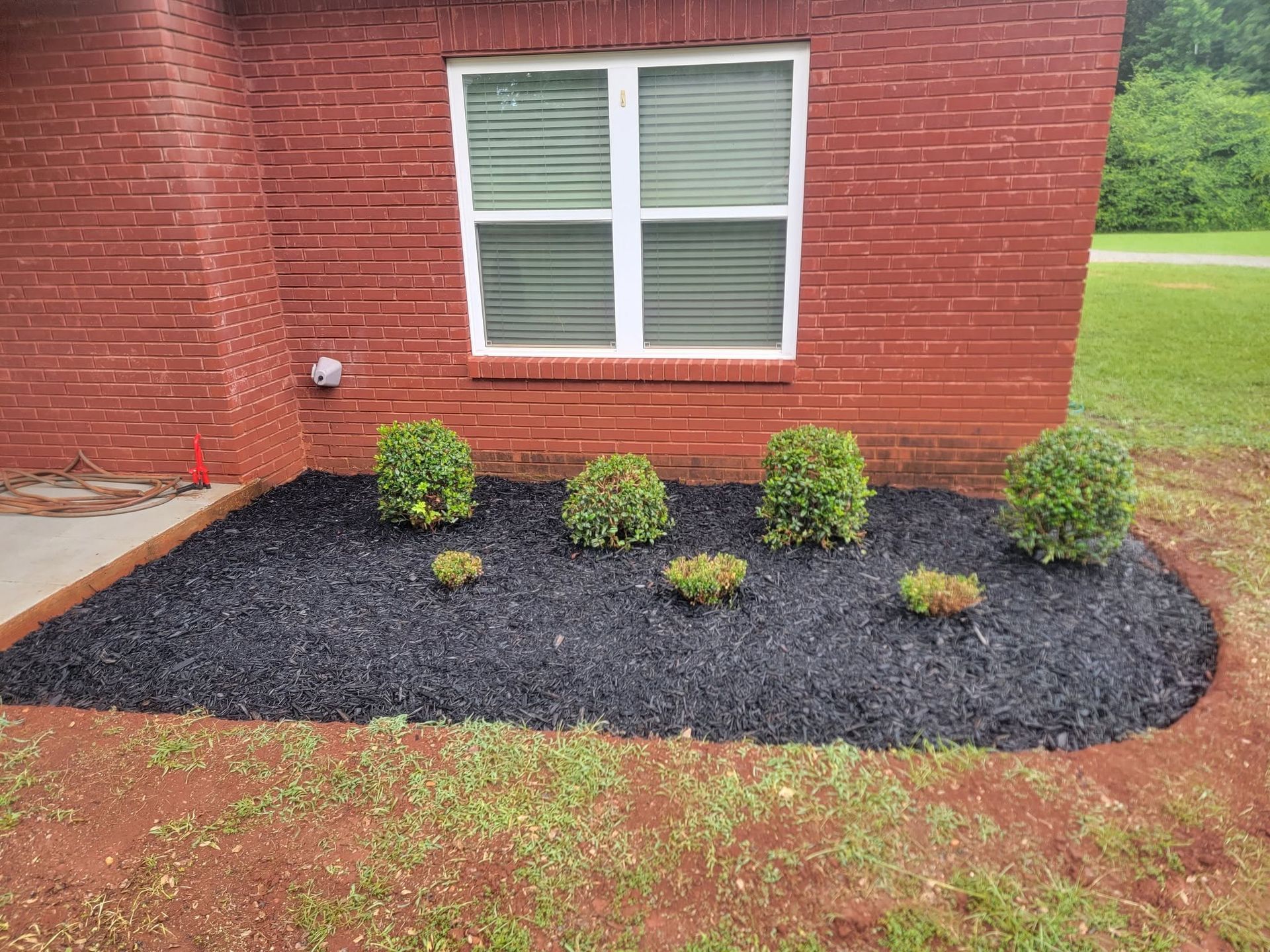 Brick house wall with a window above a mulched garden bed of small shrubs.