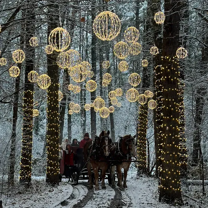 A horse drawn carriage is going through a snowy forest with christmas lights hanging from the trees.