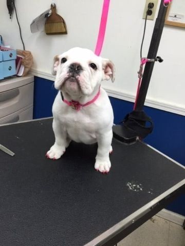 Pet Grooming in London, KY