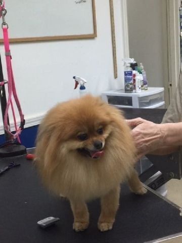 Groomed Dog in London, KY