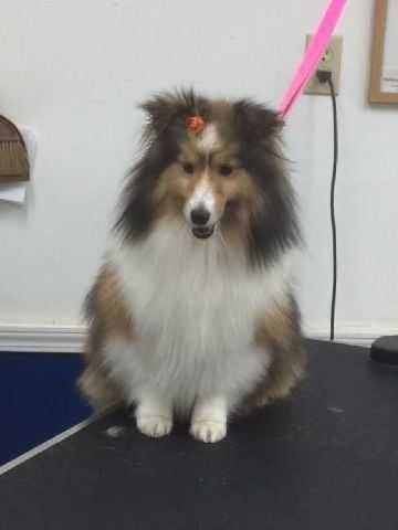 Groomed Dog in London, KY