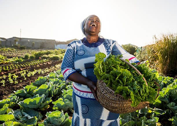 A woman is holding a basket of lettuce in a field.