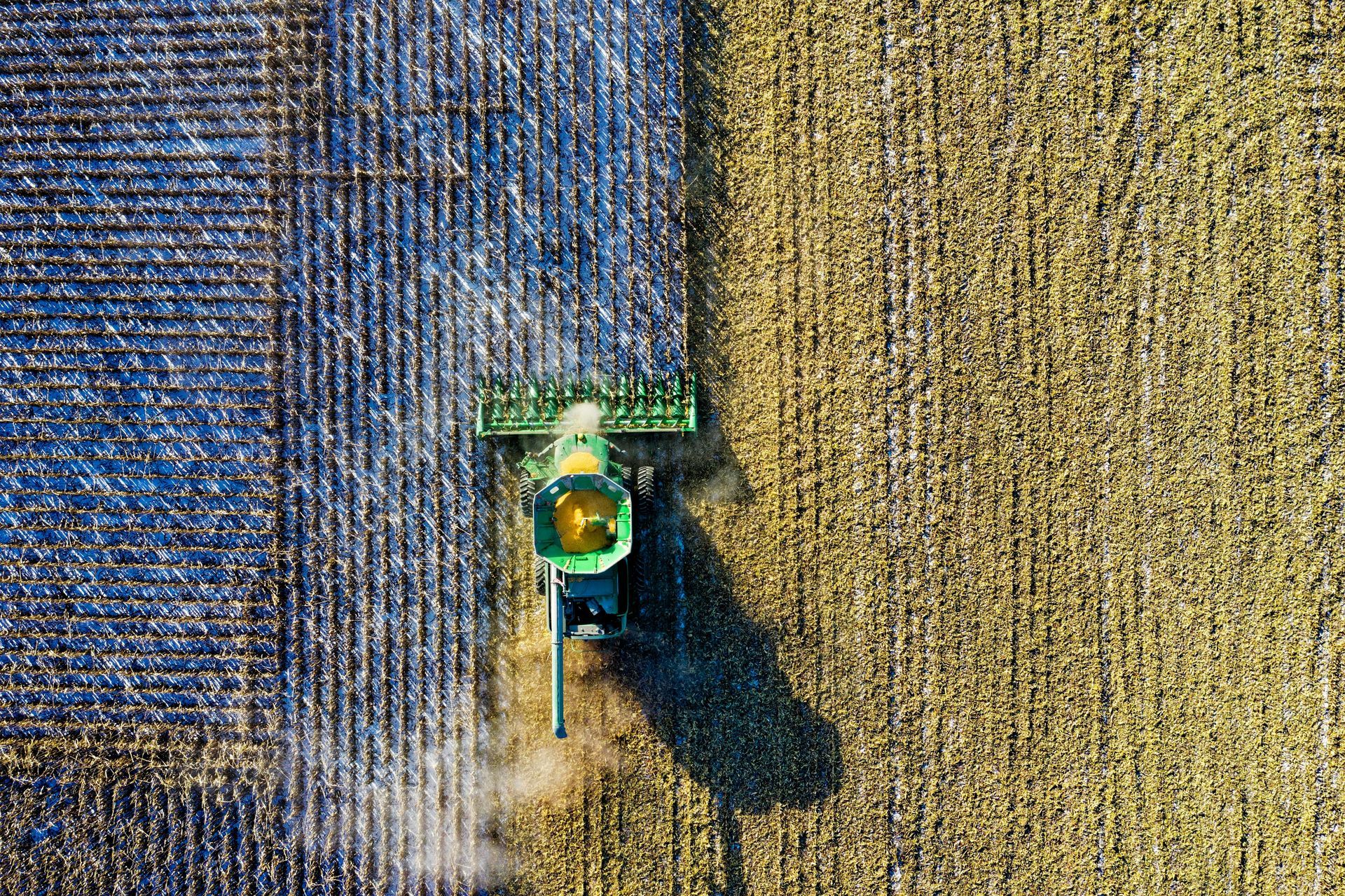 Vista aérea: una cosechadora verde cortando un campo de maíz, dejando un rastro de tallos detrás.