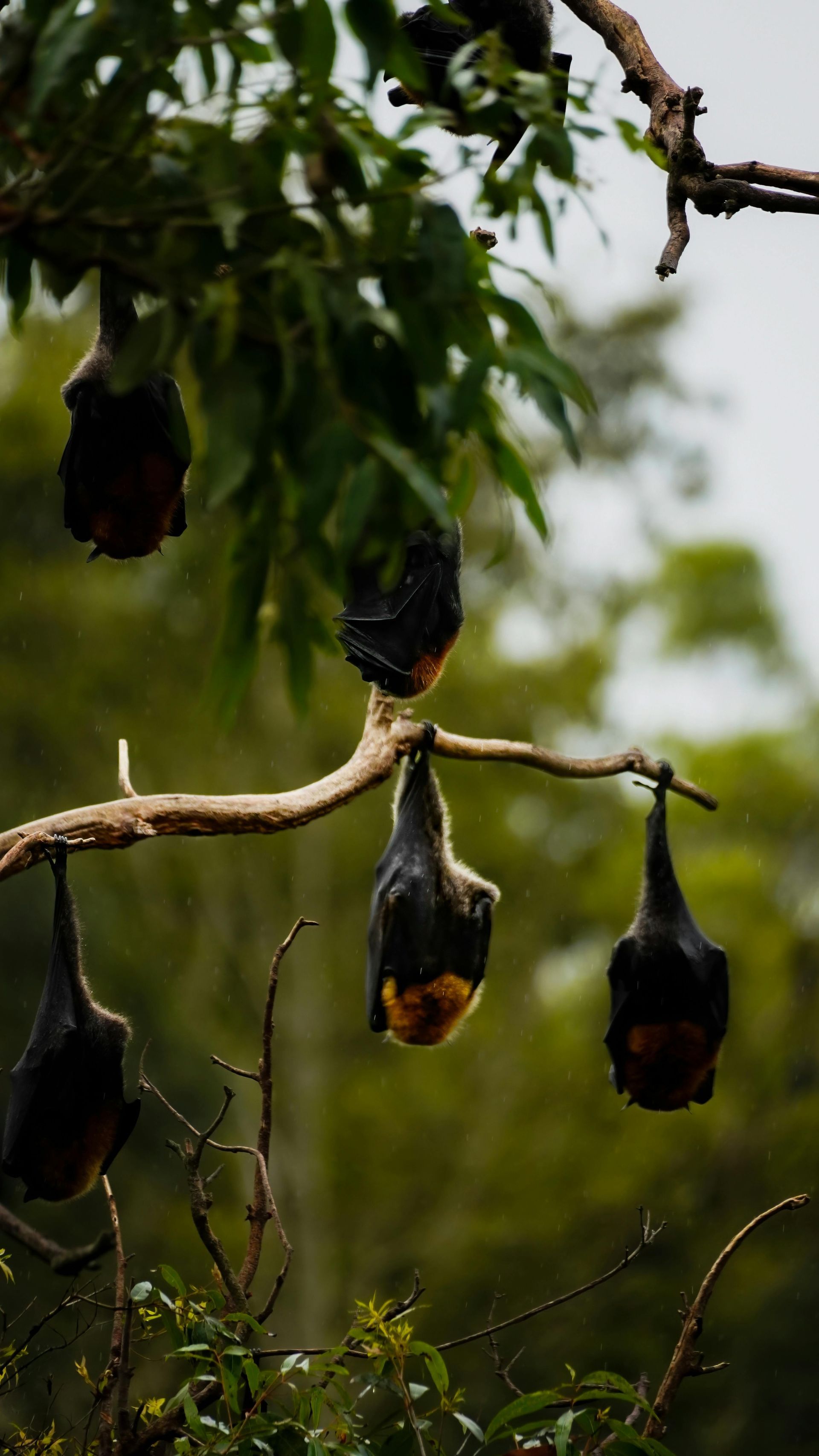 Bats hanging upside down from tree branches amid green foliage