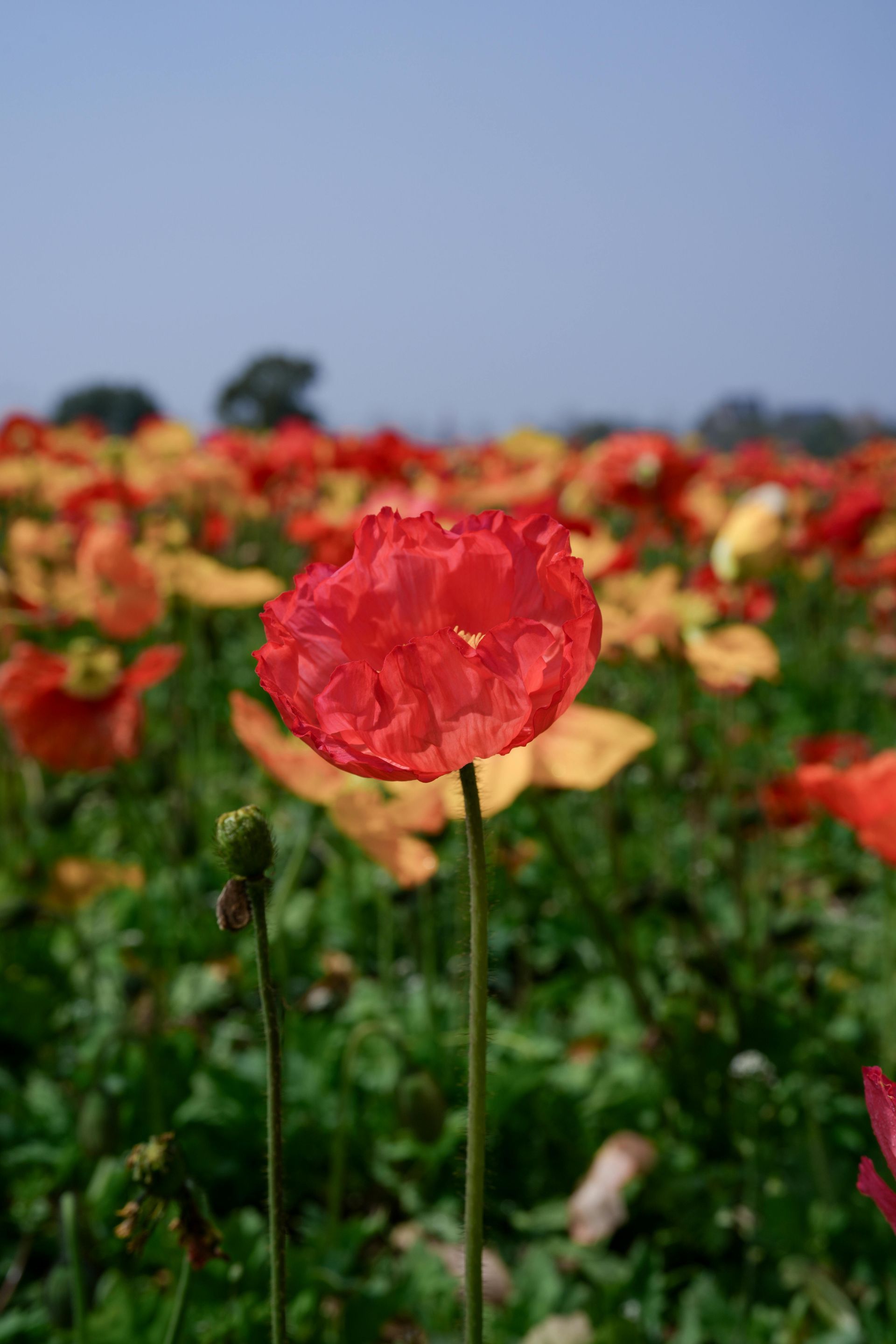 Red flower in focus amid a field of red and yellow blossoms under a blue sky