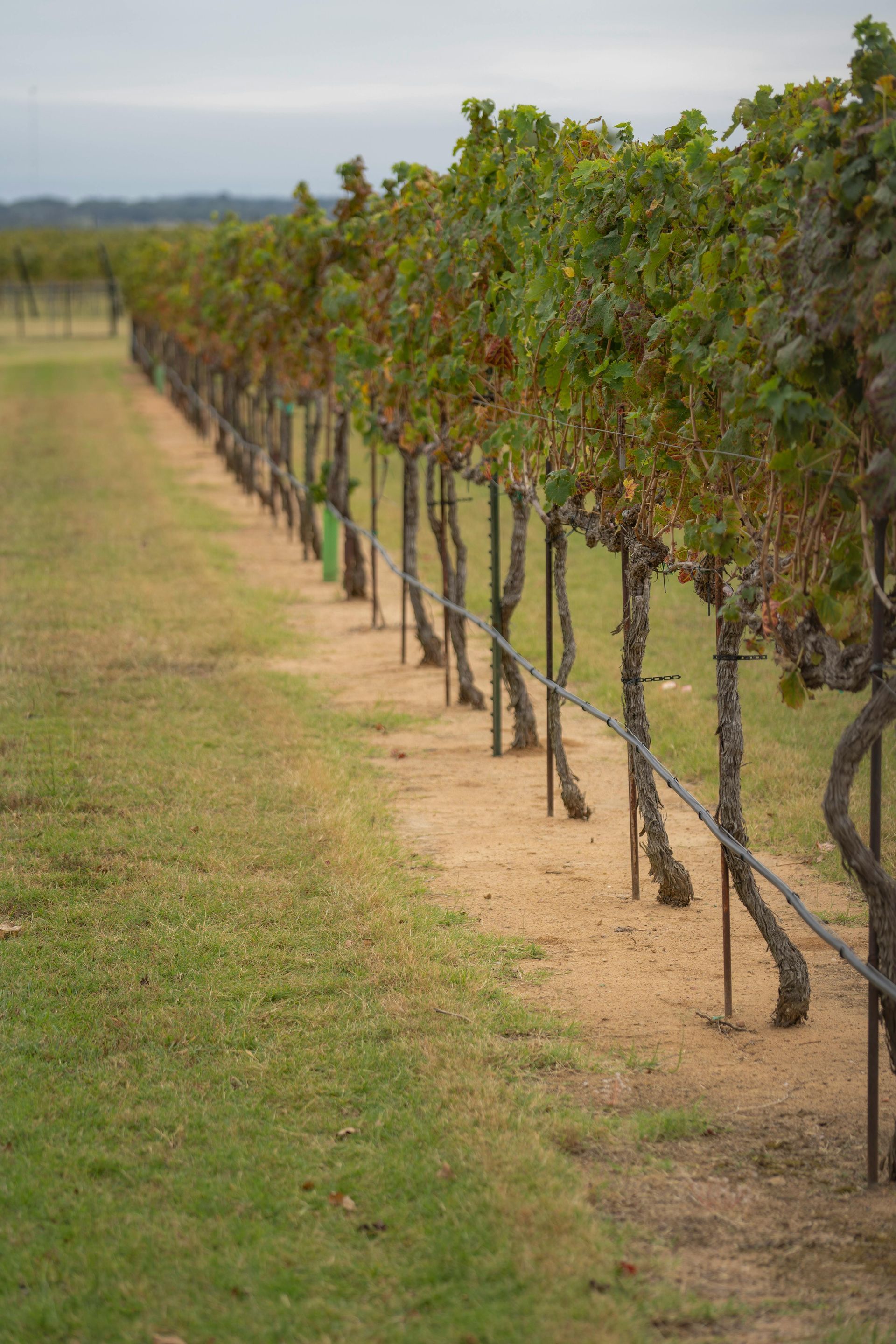 Rows of grapevines in a vineyard beside a grassy path under an overcast sky