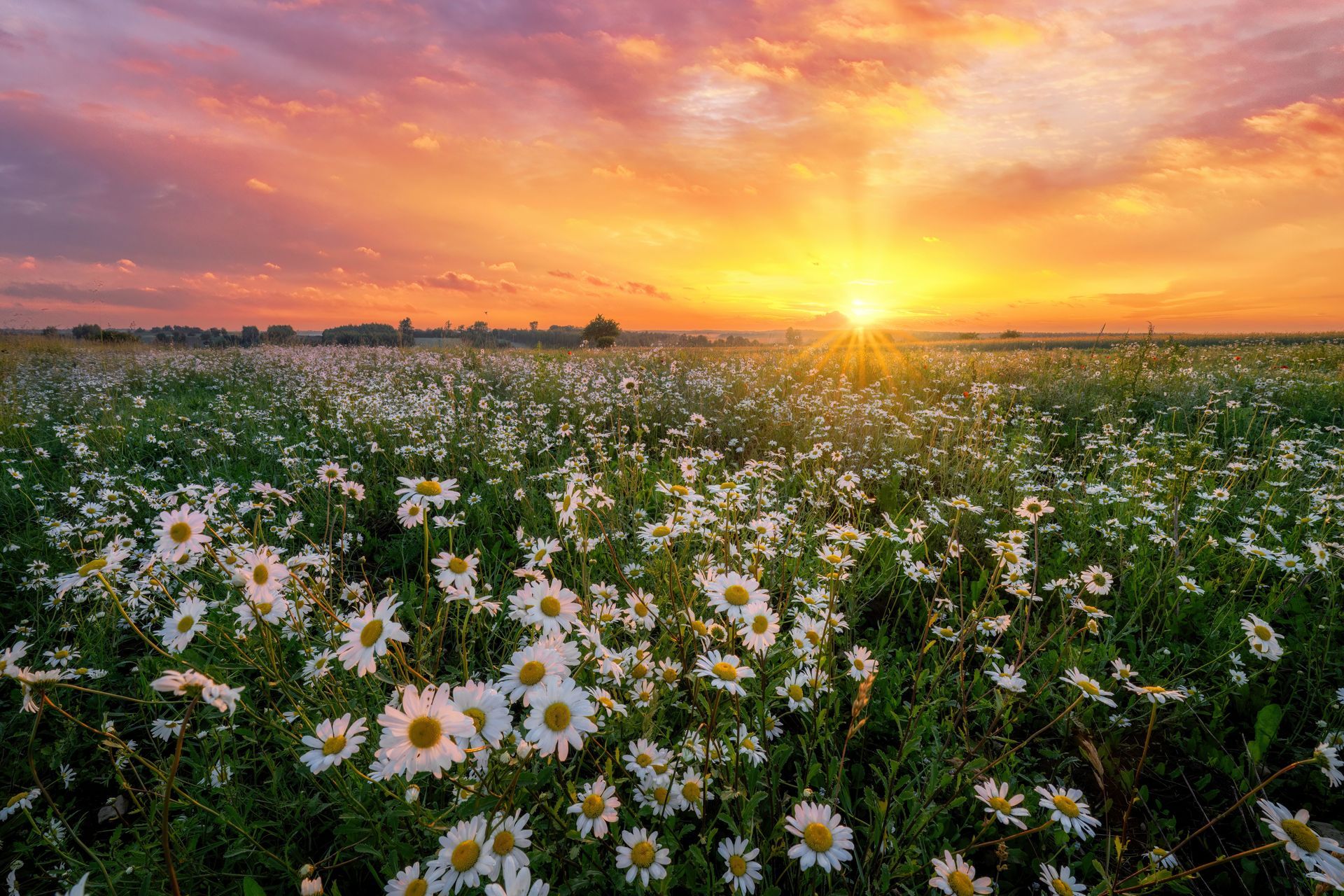 Field of daisies at sunset, sun peaking through clouds, golden and pink sky.