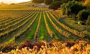 Vineyard rows with golden vines, lush green grass, and a tree line under sunlight.