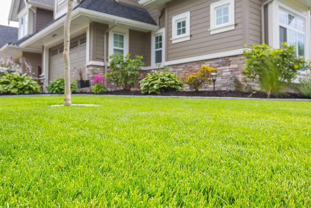Image of a front yard of a beautiful house with focus on the lush green grass - The Local Bloke Lawn & Garden Care In Charlestown, NSW