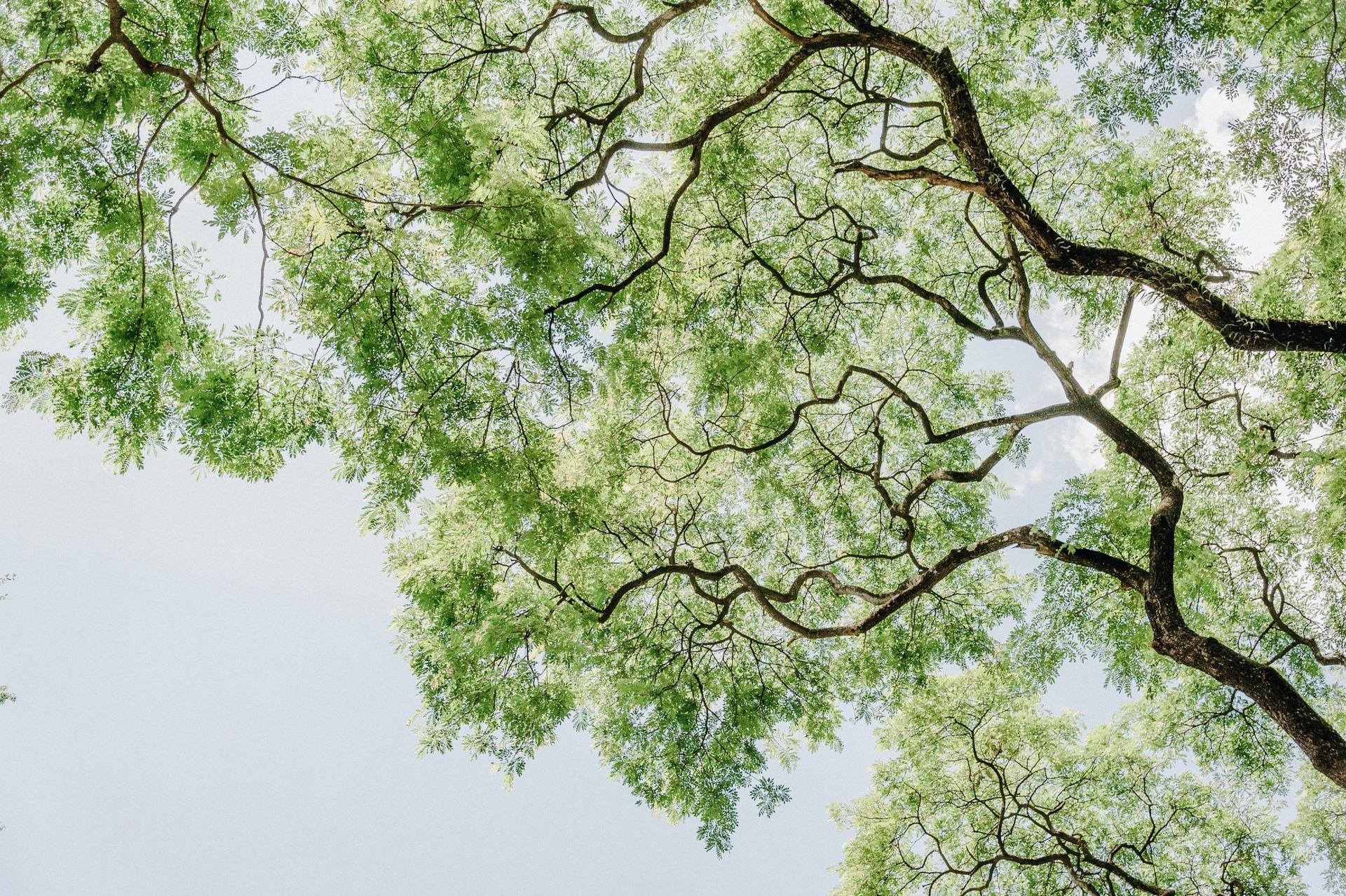 View of a tree canopy with green leaves and twisting branches against a pale blue sky.