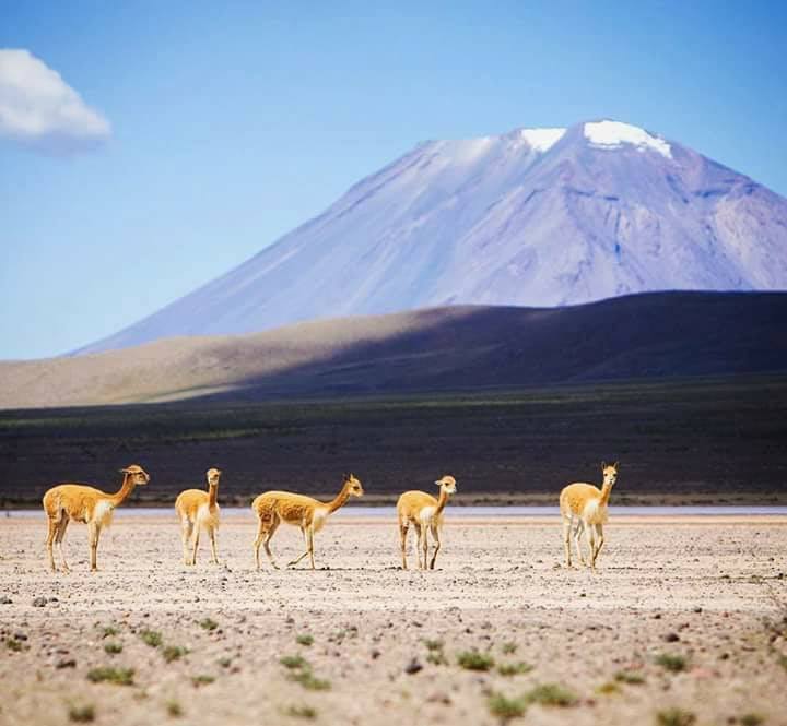 APU KUNTUR TRAVEL, Ayacucho.