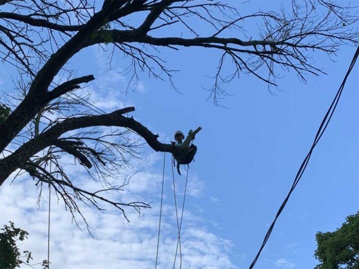 Tree bracing and buckling in Lakeland, FL