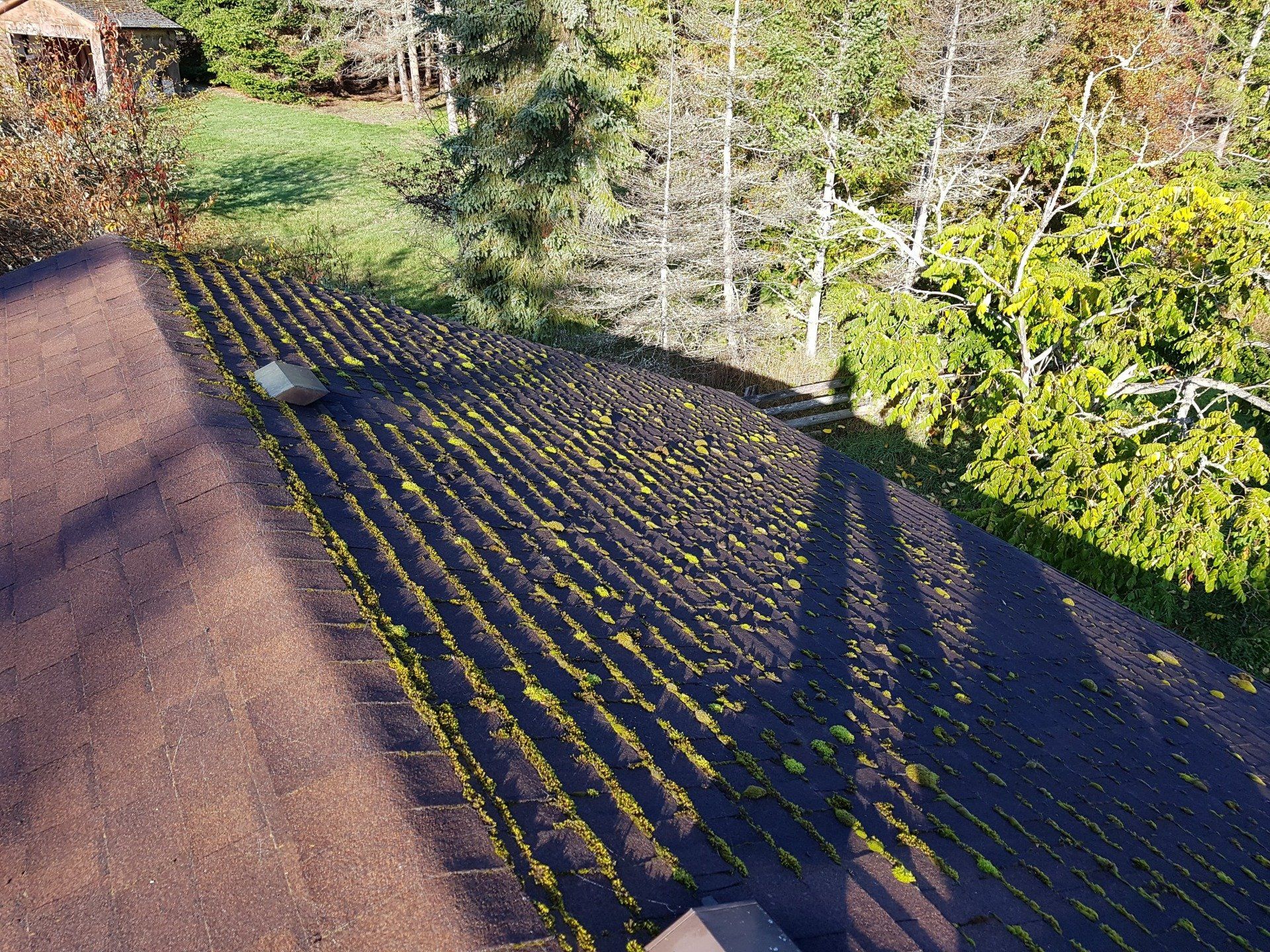 west vancouver moss removal
