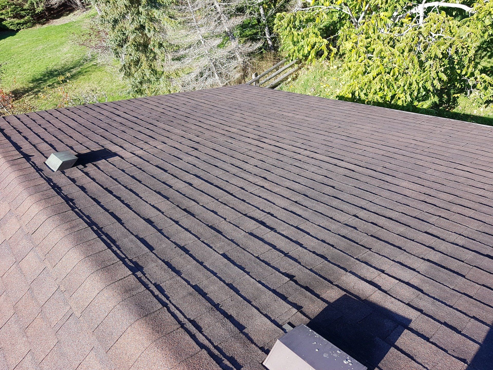 burnaby moss removal