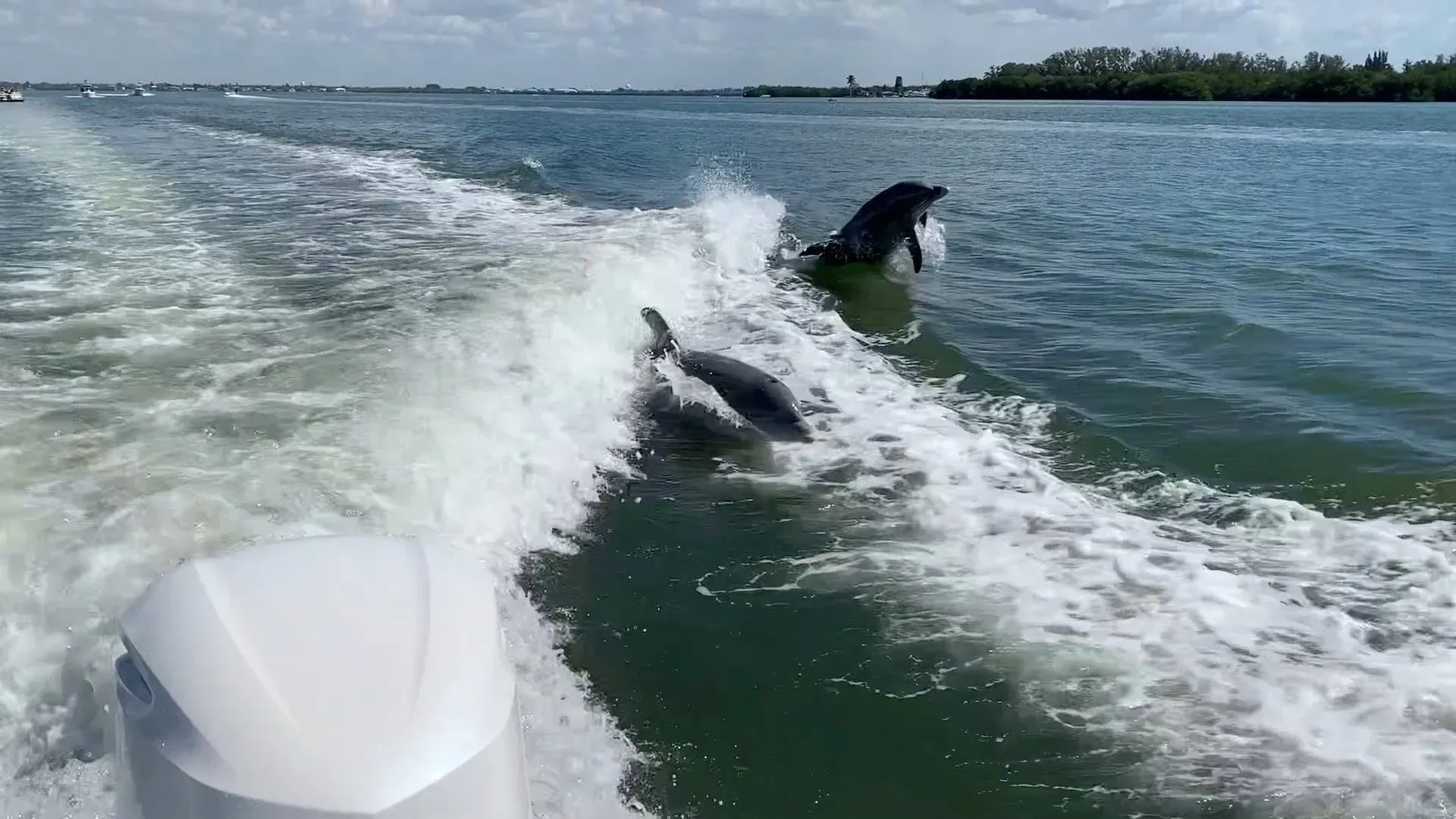 Two dolphins leaping in boat wake on open water under a clear sky