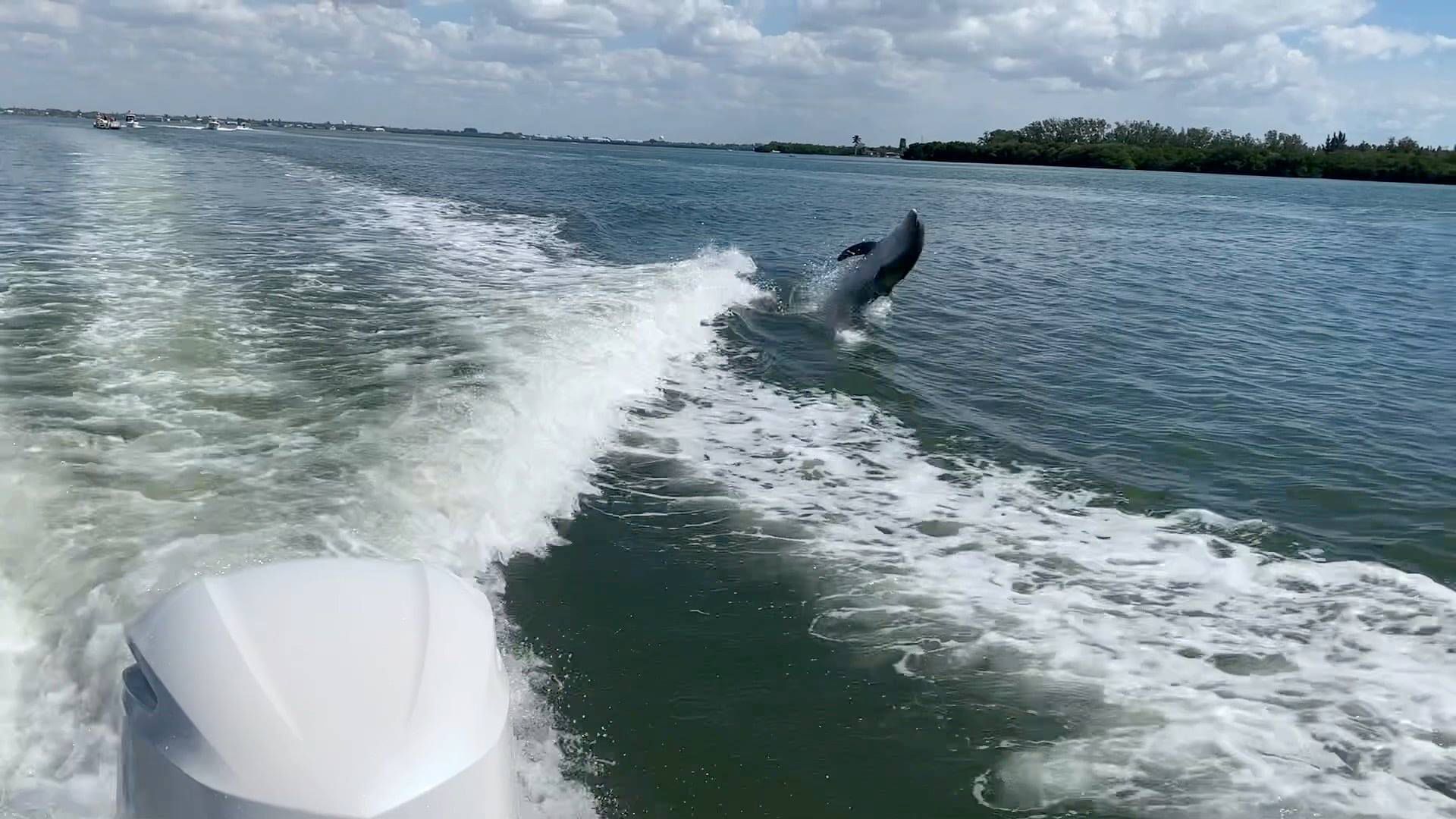 A dolphin is riding a wave on the back of a boat.
