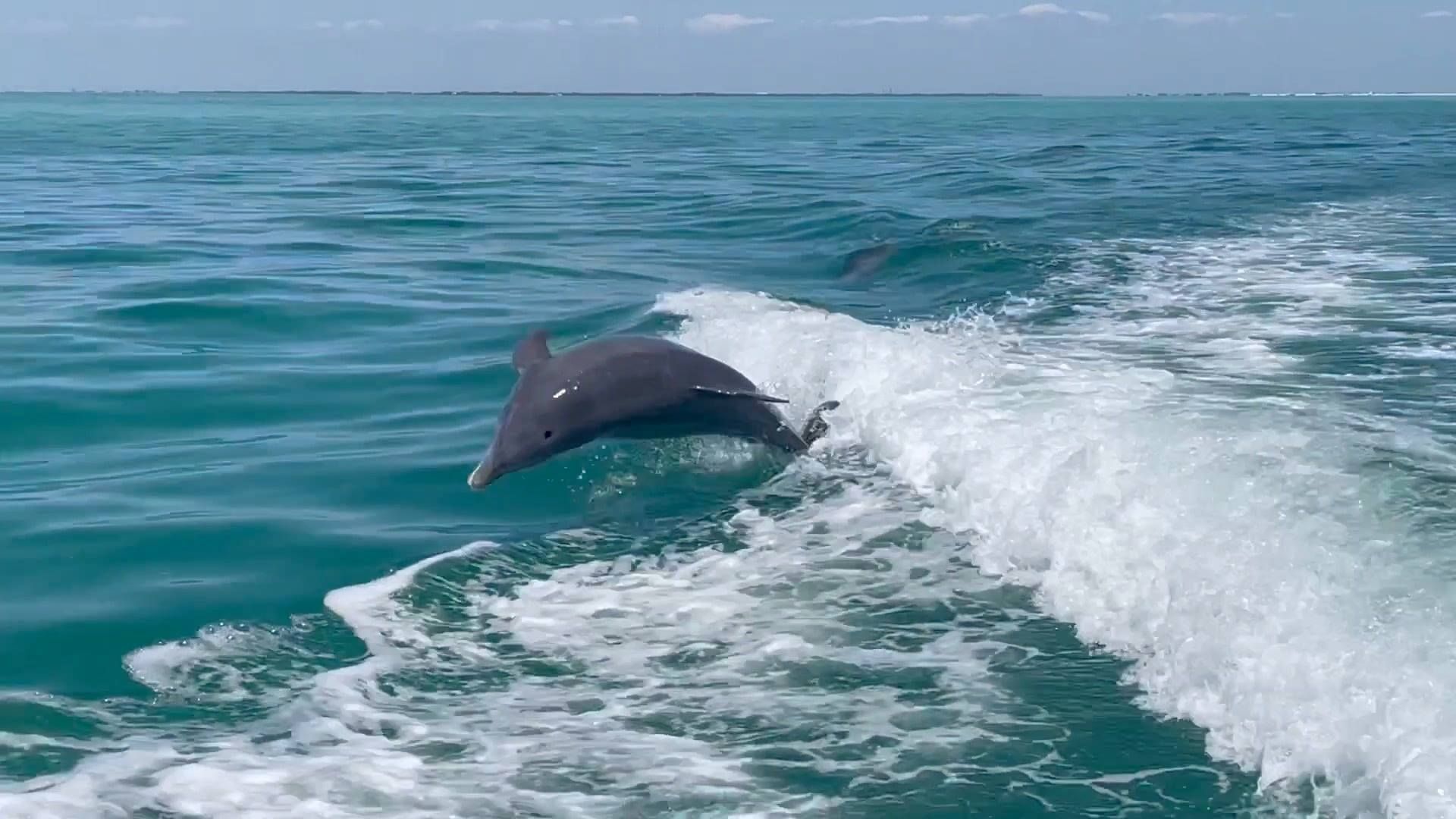 A dolphin is jumping out of the water in front of a boat.