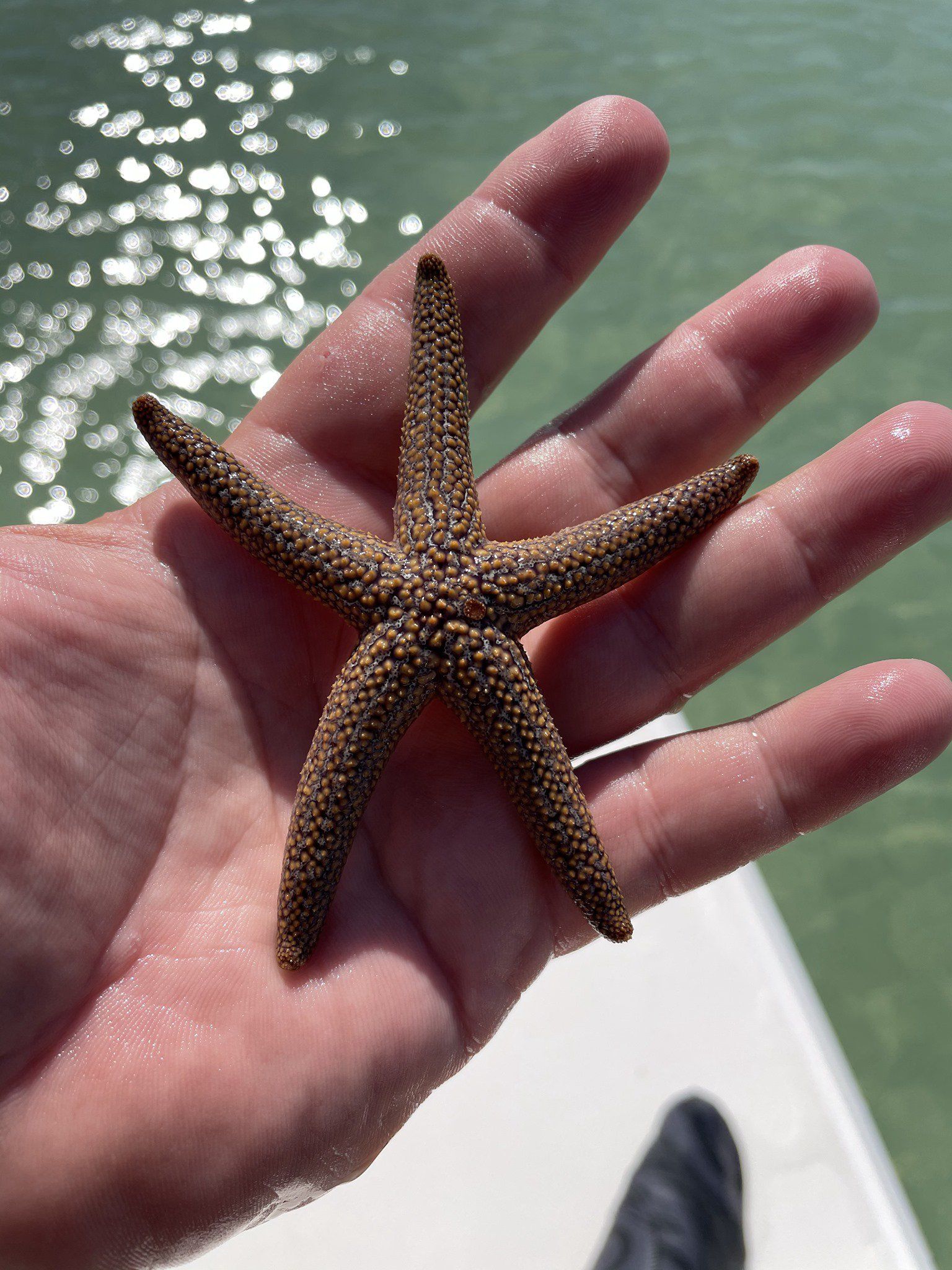 Small starfish resting on a wet hand above sunlit water.