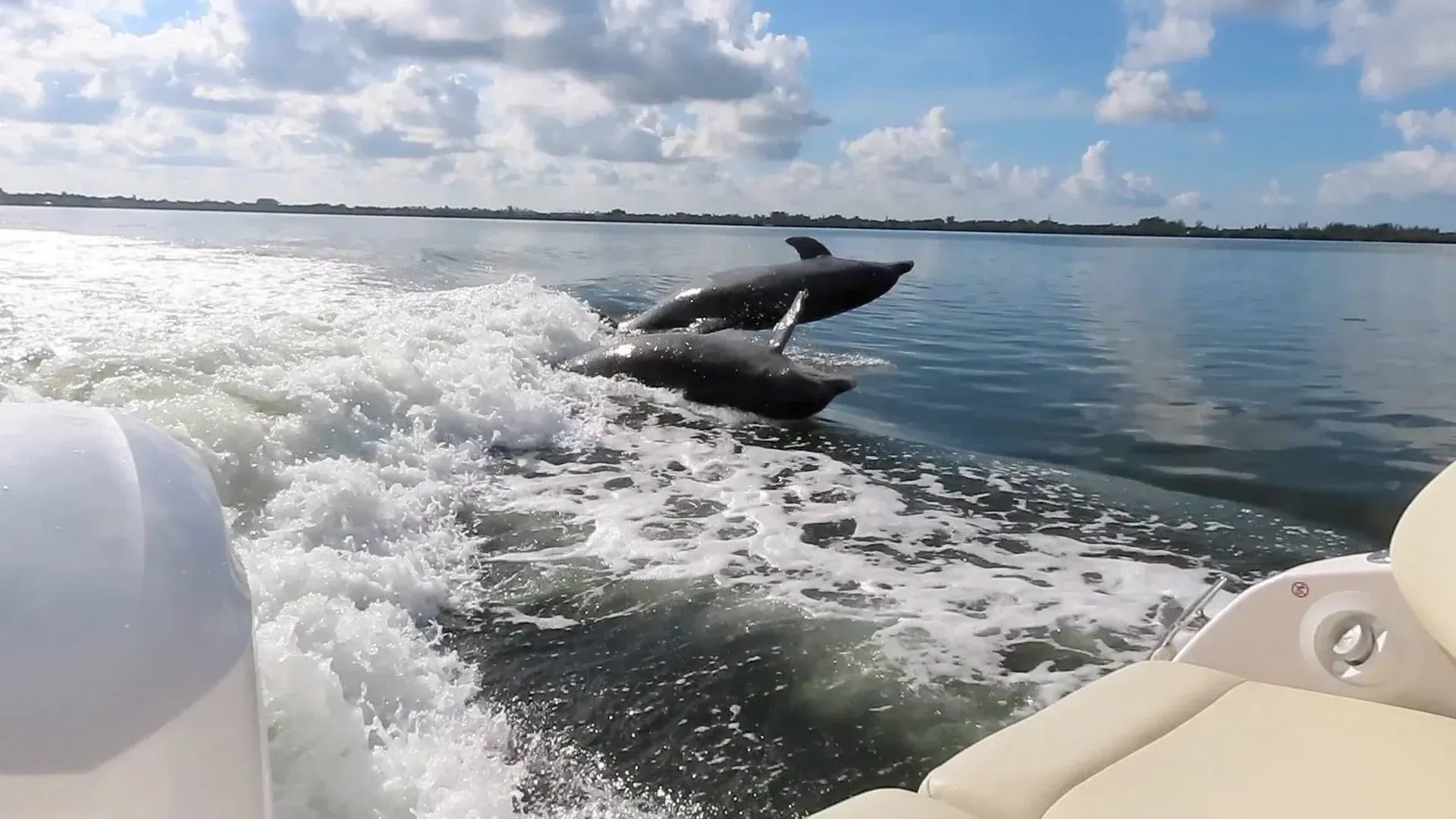 Two dolphins leaping beside a boat on calm blue water under a cloudy sky