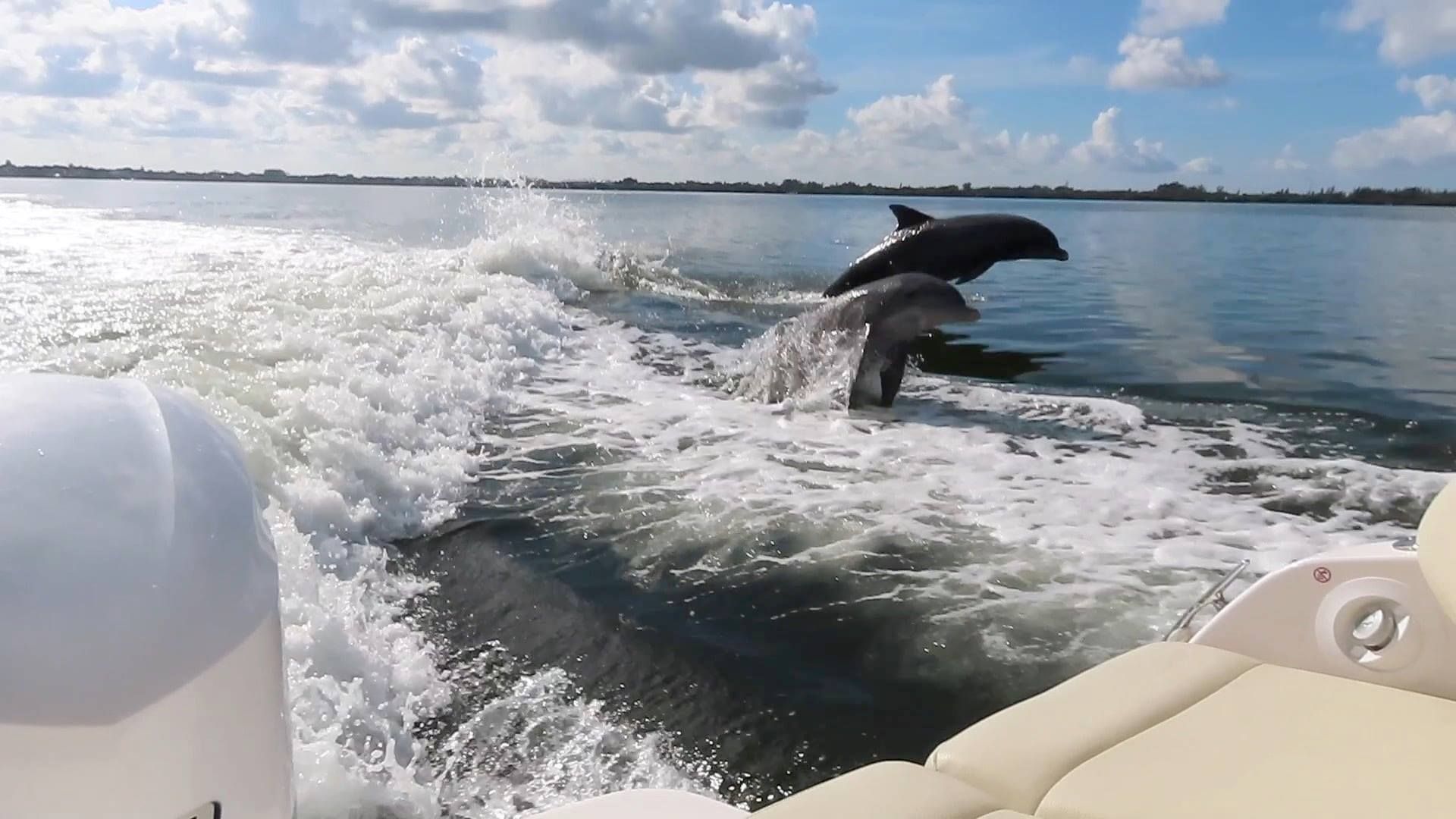 Two dolphins leaping from the water near a boat, against a backdrop of a cloudy sky and shoreline.
