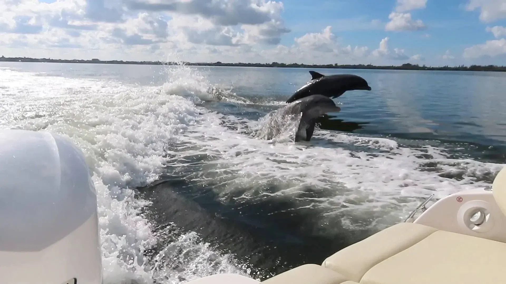 Dolphin leaping from boat wake on a sunny ocean with cloudy sky