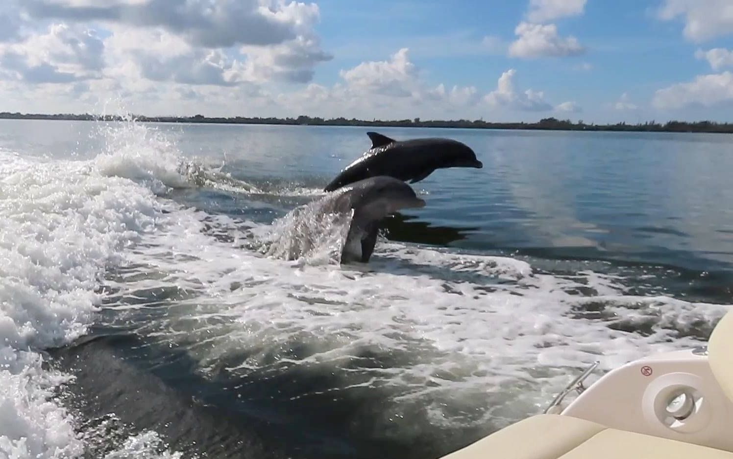 Two dolphins leaping out of water alongside a boat on a sunny day.