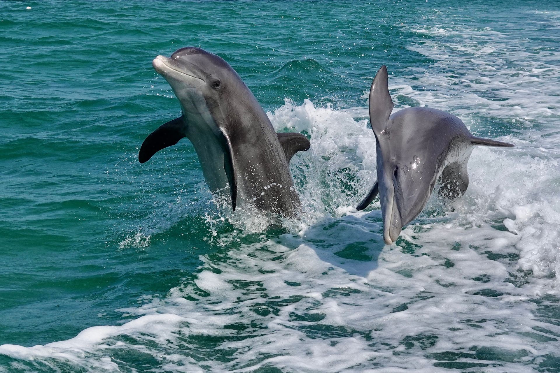 Two dolphins leaping through choppy turquoise water
