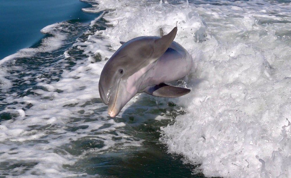 A dolphin is jumping out of the water near a boat