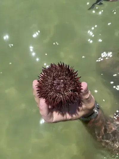 Hand holding a spiky sea urchin above green seawater